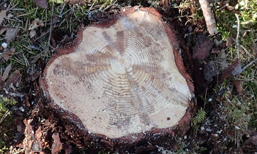 En stubbe fotograferad rakt uppifrån. Kådflödet efter angrepp av rotröta syns på snittytan.