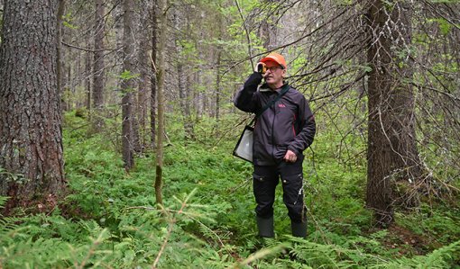 Juha Niemi mäter trädets höjd i skogen. 

