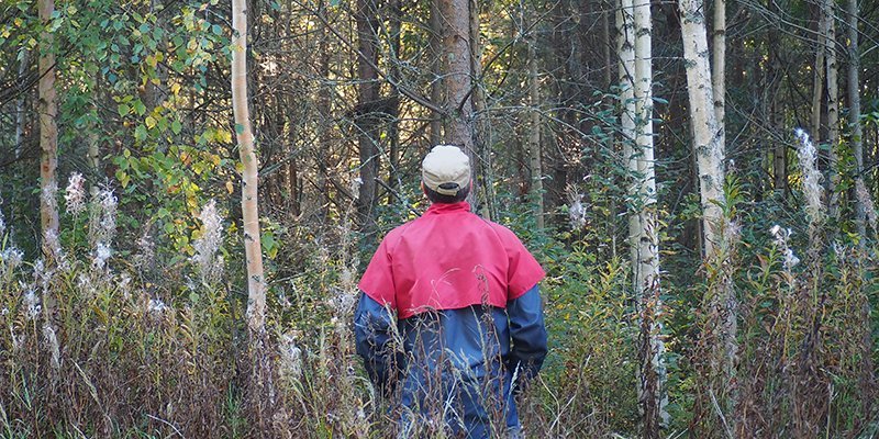 En man står med ryggen till och betraktar en skog som skulle behöva gallras.