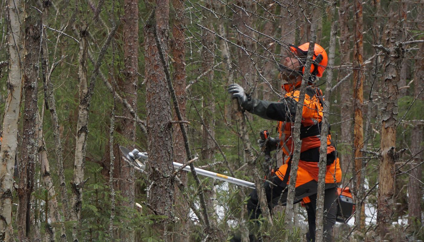 En skogsarbetare utför förröjning i en tät skog. 
