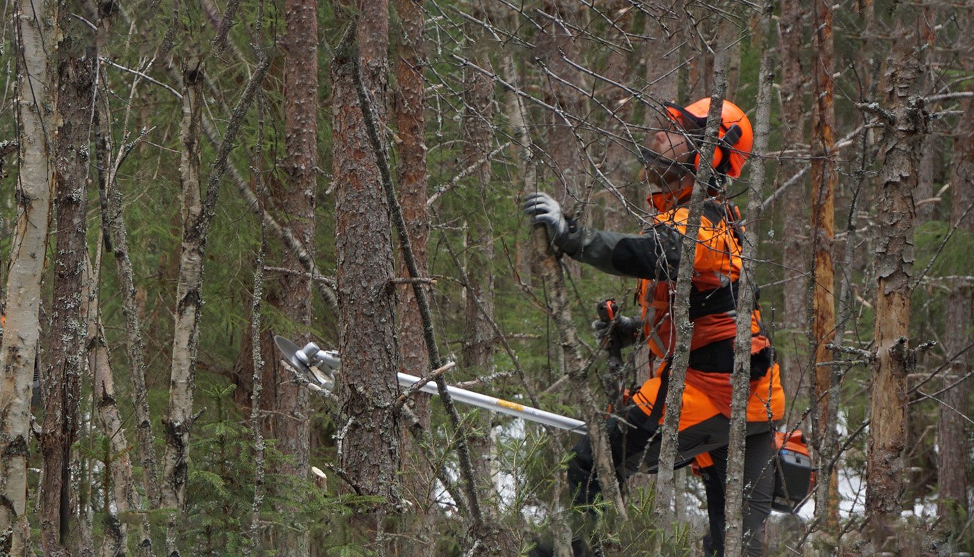 En skogsarbetare utför förröjning i en tät skog. 
