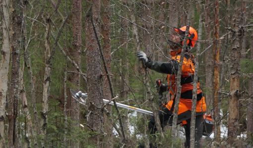 En skogsarbetare utför förröjning i en tät skog. 
