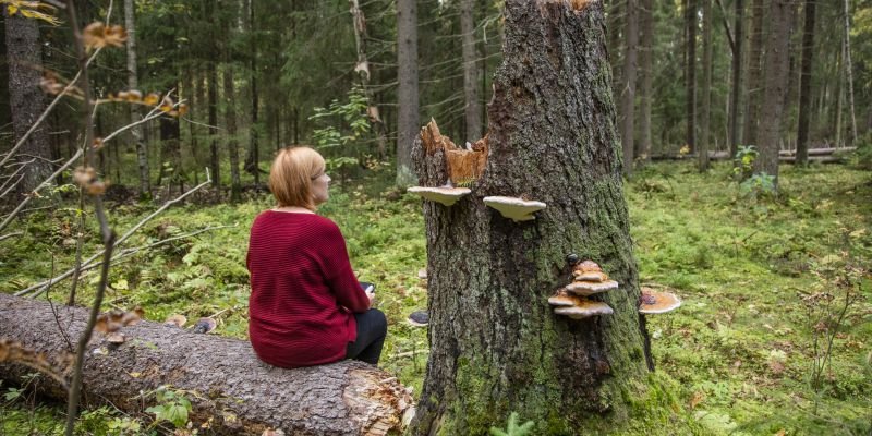 En person sitter med ryggen mot fotografen på en trädstam i skogen.