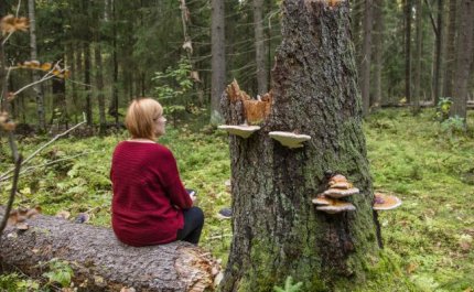 Upphör användningen av skogarna och tar artificiell intelligens över skogsarbetarnas arbete? – Experterna svarar på tre påståenden om skogen