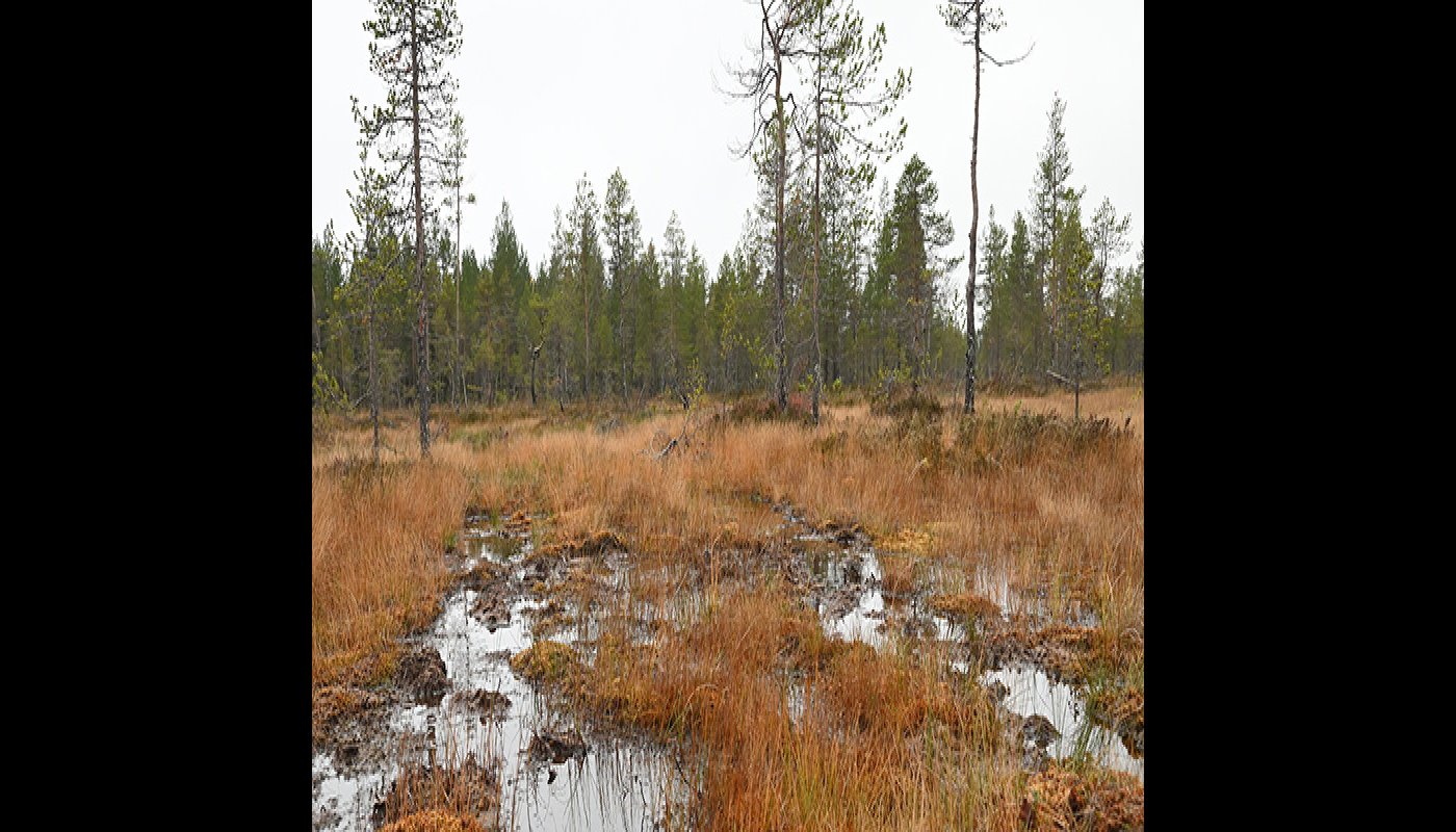 Myren Tervonsuo i Pudasjärvi på hösten. Det har samlats vatten på myren.
