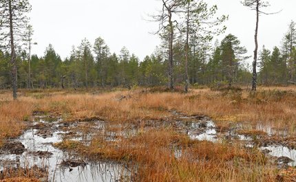Vattnet återvände till myren – så här lyckades restaureringen