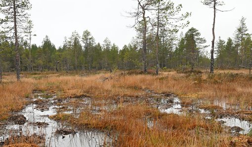 Myren Tervonsuo i Pudasjärvi på hösten. Det har samlats vatten på myren.
