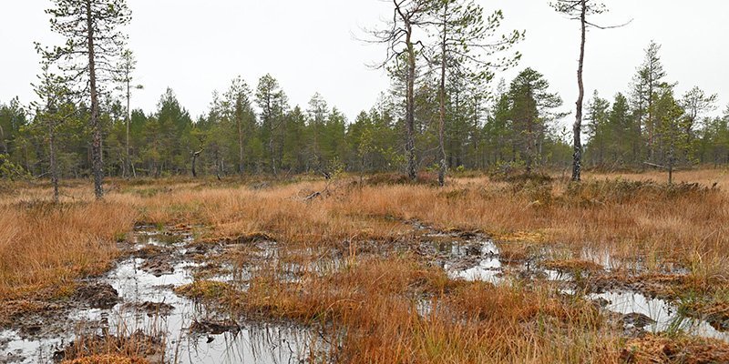 Myren Tervonsuo i Pudasjärvi på hösten. Det har samlats vatten på myren.