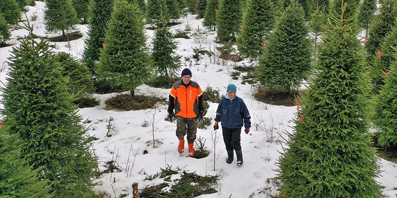 Jarmo och Tuulikki Sirola fotograferade snett uppifrån när de går i sin julgransodling på vintern.