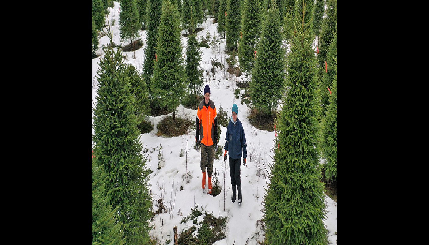 Jarmo och Tuulikki Sirola fotograferade snett uppifrån när de går i sin julgransodling på vintern.