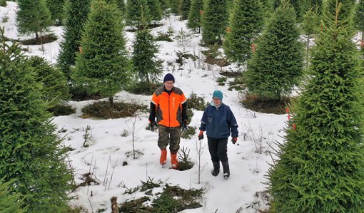 Jarmo och Tuulikki Sirola fotograferade snett uppifrån när de går i sin julgransodling på vintern.