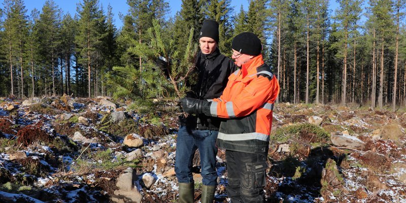 Skogsägaren Juho Yli-Kaatiala och utvecklingsexperten Heikki Kuoppala från Skogscentralen undersöker en tall som älgarna ätit av.