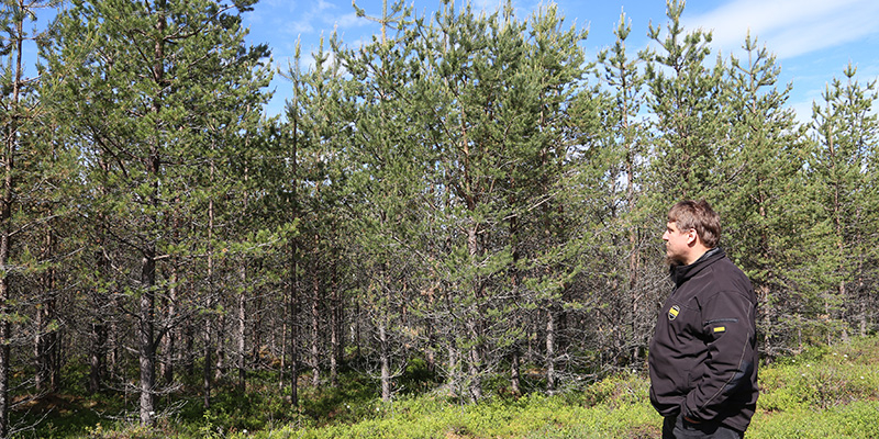 Skogsägaren Janne Kurtti står och betraktar en plantskog som älgarna inte kommit åt.