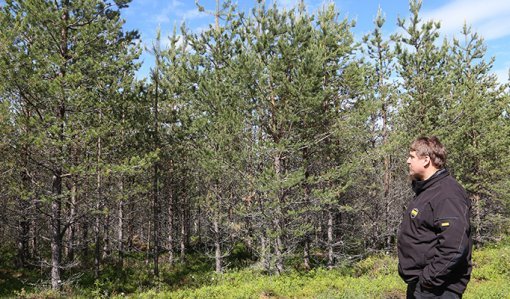 Skogsägaren Janne Kurtti står och betraktar en plantskog som älgarna inte kommit åt.