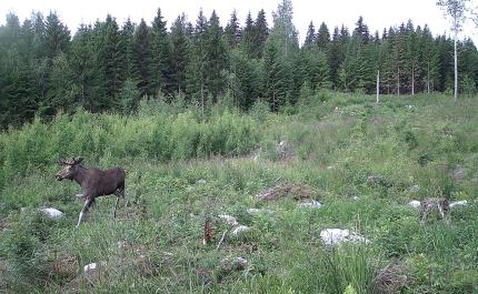En älg som springer i ett plantbestånd på sommaren.