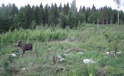 En älg som springer i ett plantbestånd på sommaren.