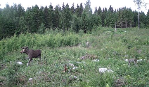 En älg som springer i ett plantbestånd på sommaren.