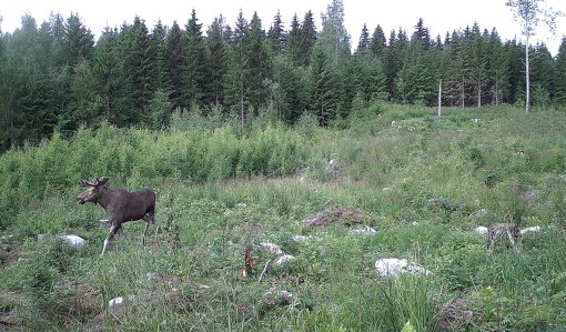 En älg som springer i ett plantbestånd på sommaren.