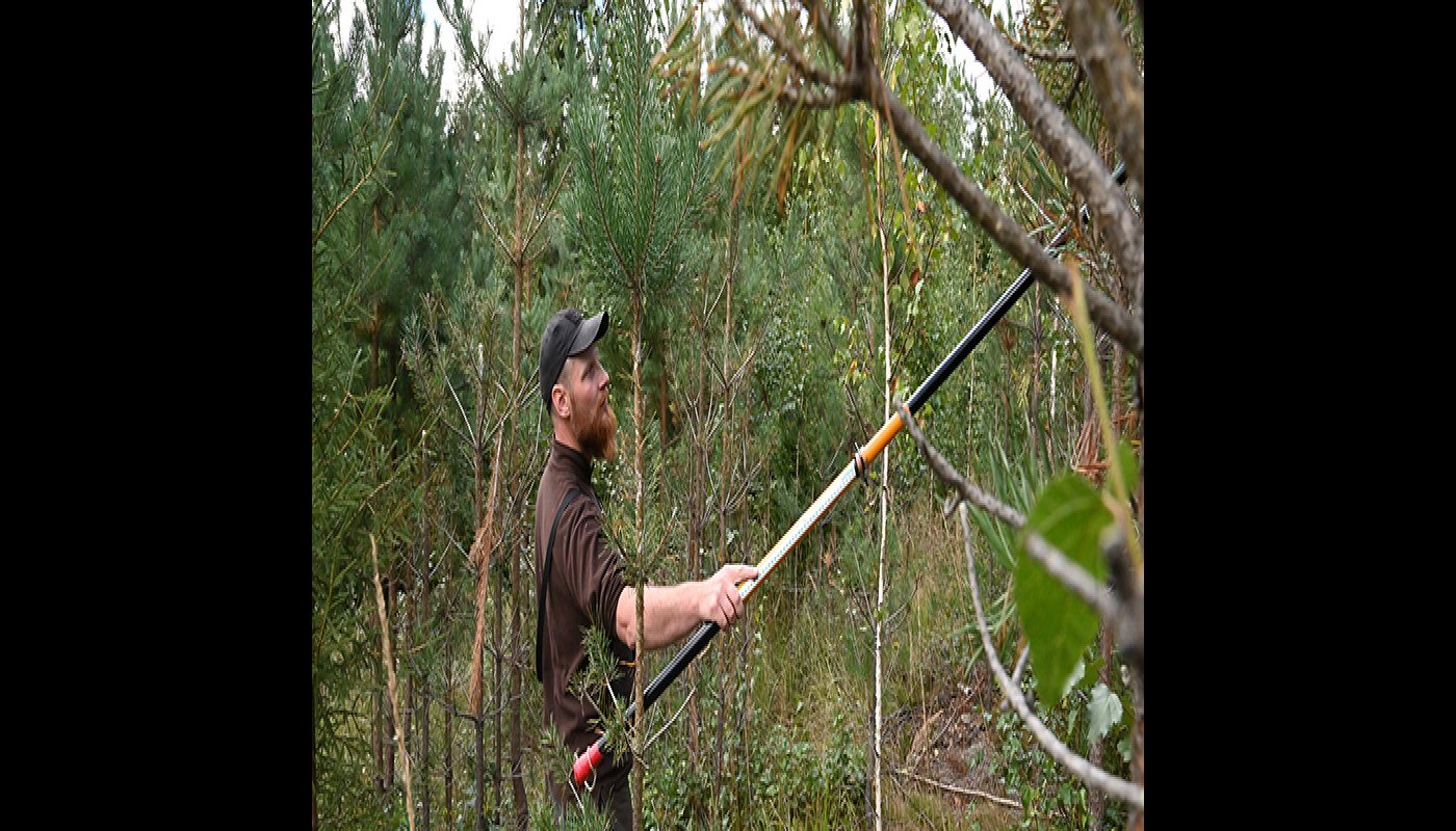 Vesa-Matti Virtanen mäter älgskadade plantor med hjälp av en mätstav.