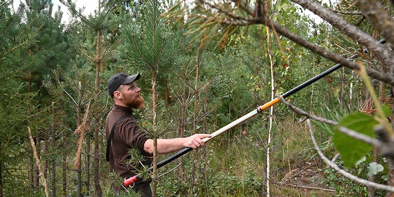 Vesa-Matti Virtanen mäter älgskadade plantor med hjälp av en mätstav.