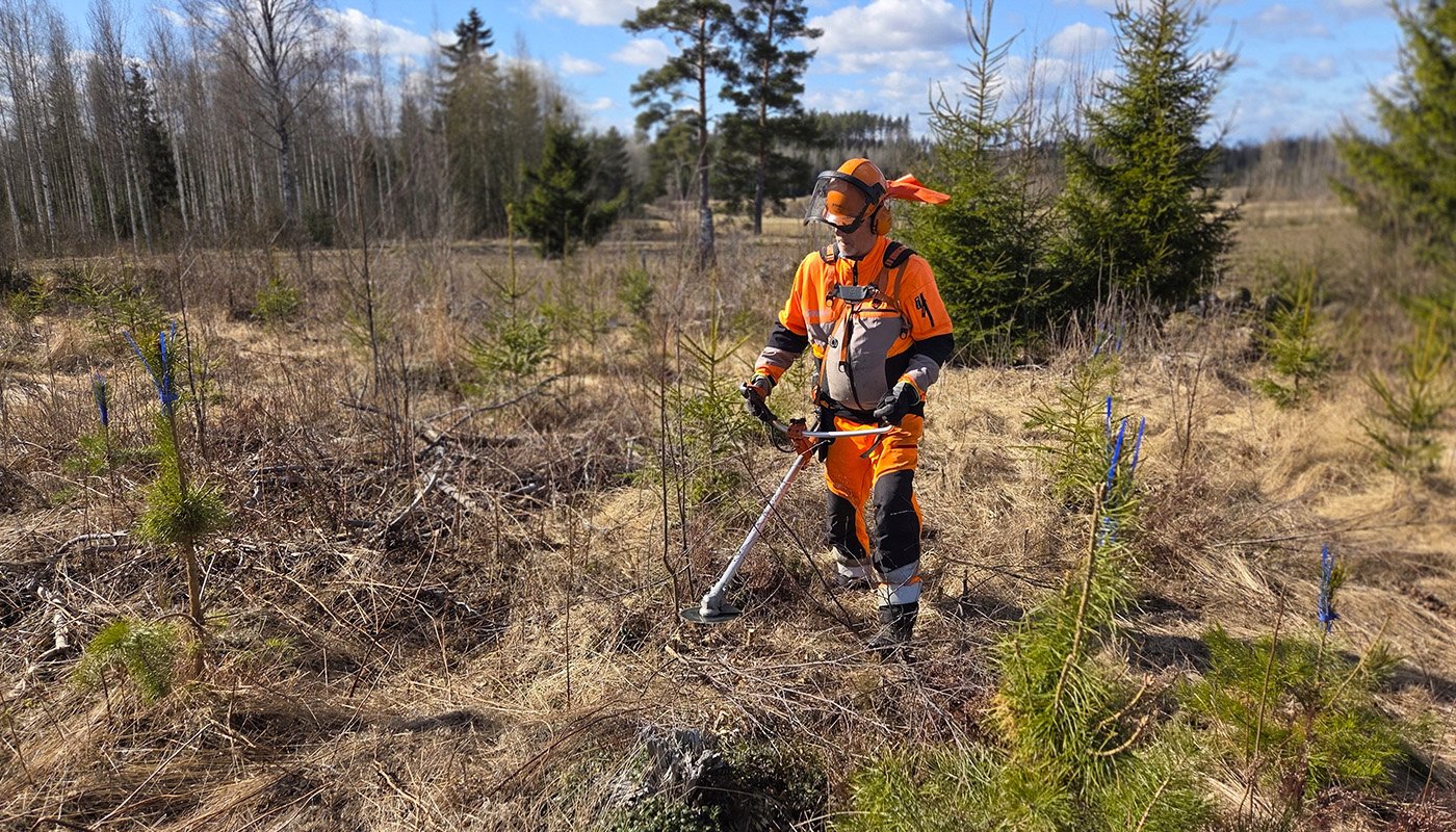 Timo Saarainen i ett plantbestånd med en röjsåg. 
