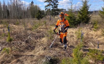 Timo Saarainen i ett plantbestånd med en röjsåg. 
