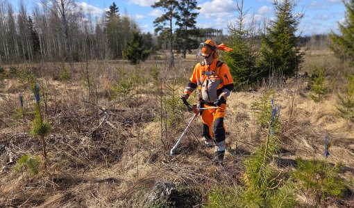 Timo Saarainen i ett plantbestånd med en röjsåg. 
