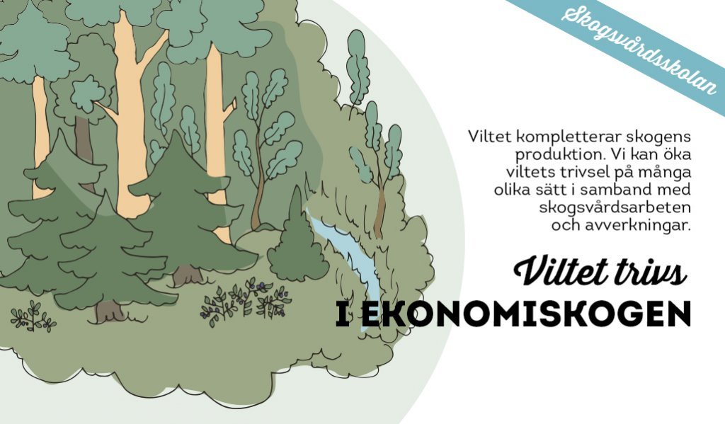 En teckning av en blandskog med viltbuskage och en bäck, och följande text: Viltet kompletterar skogens produktion. Vi kan öka viltets trivsel på många olika sätt i samband med skogsvårdsarbeten och avverkningar. Sedan artikelns huvudrubrik Viltet trivs i ekonomiskogen.