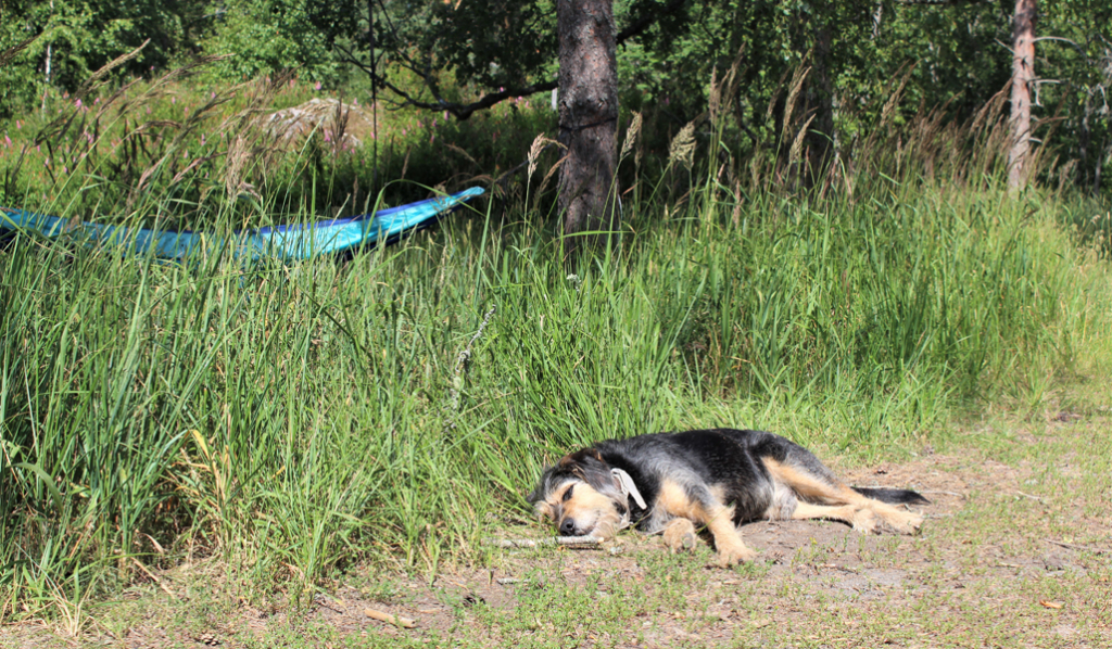 I förgrunden ligger en hund på sidan på marken. Längre bort hänger en blå hängmatta.