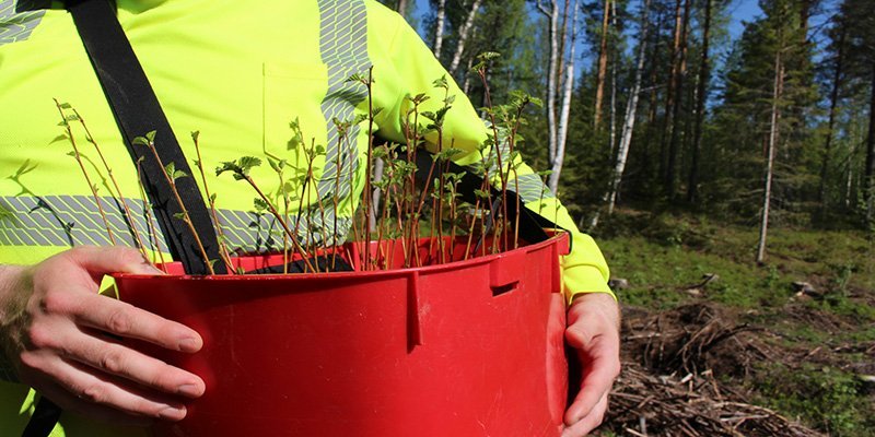 Trädplantor i en röd plantkorg.