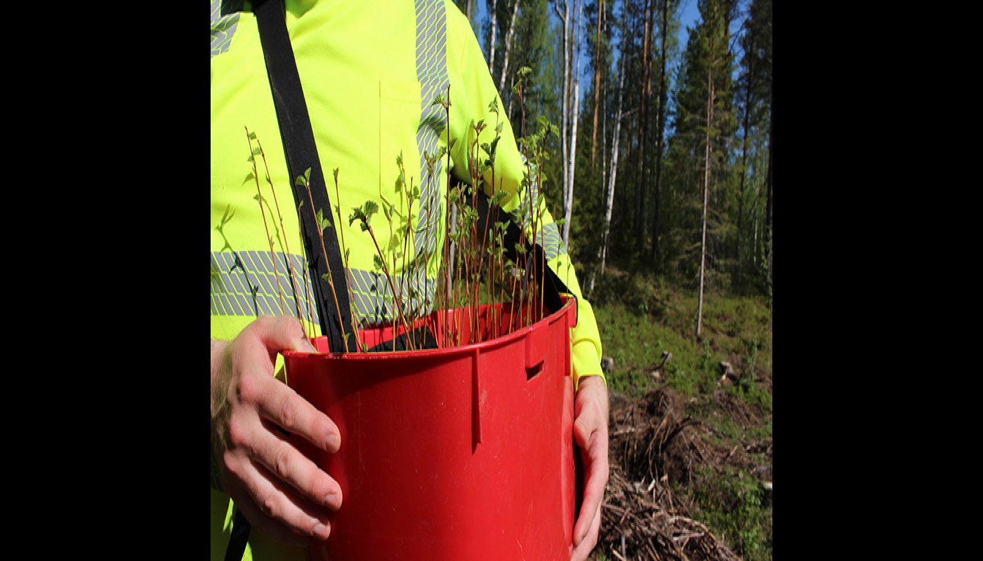 Trädplantor i en röd plantkorg.