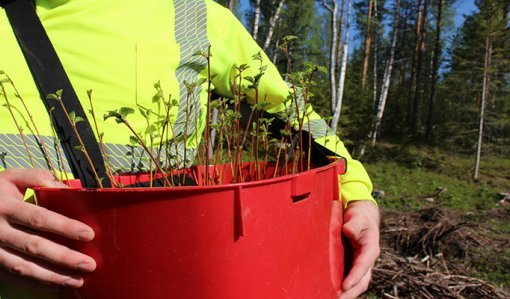 Trädplantor i en röd plantkorg.