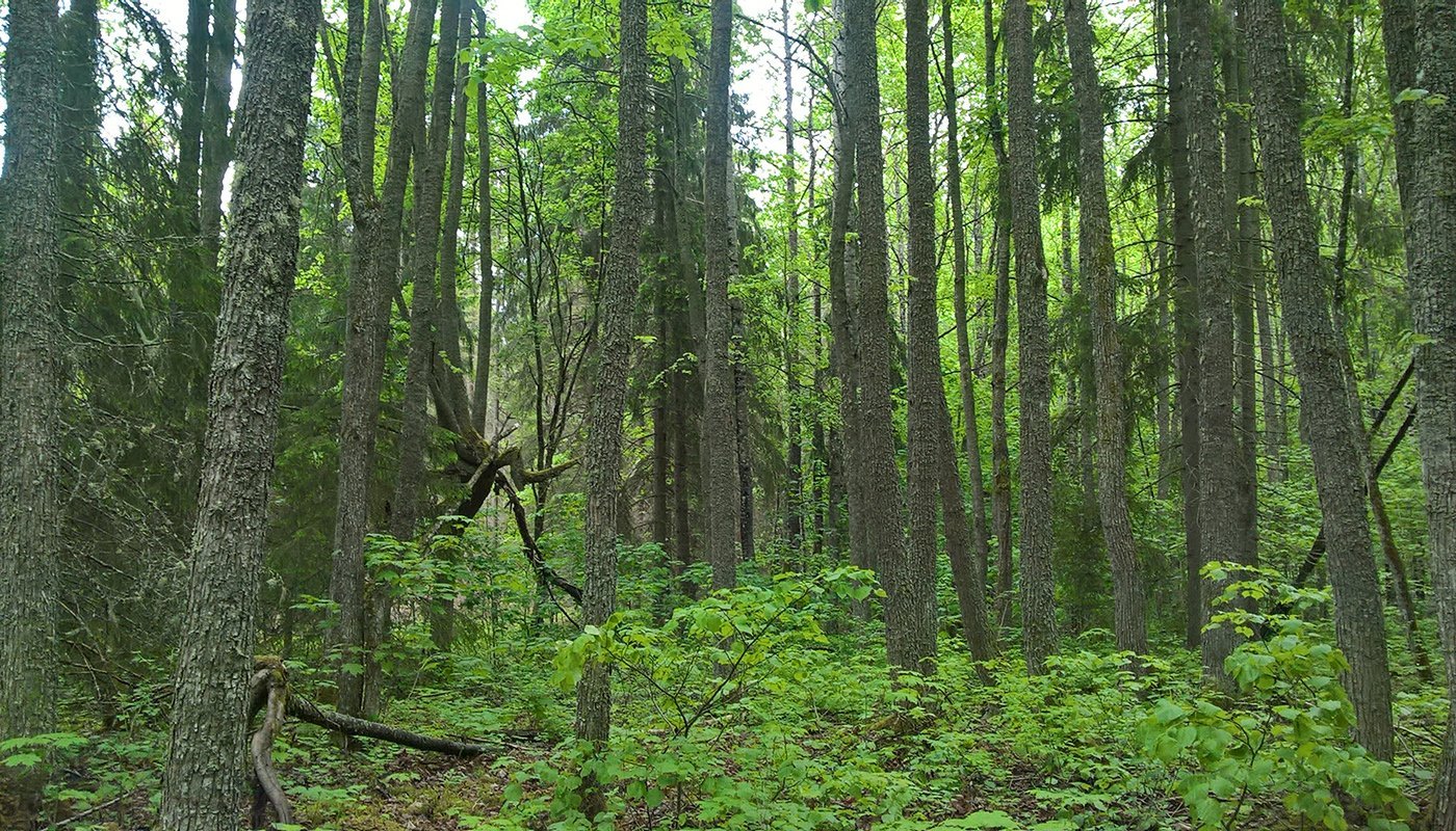 Skogslindar i en skog.