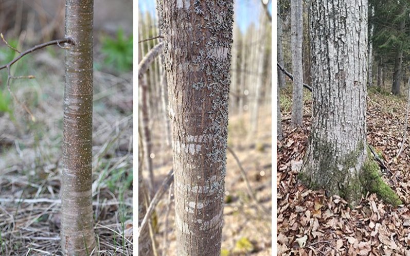 En planta av skogslind, en ung stam och en stam från ett gammalt träd.