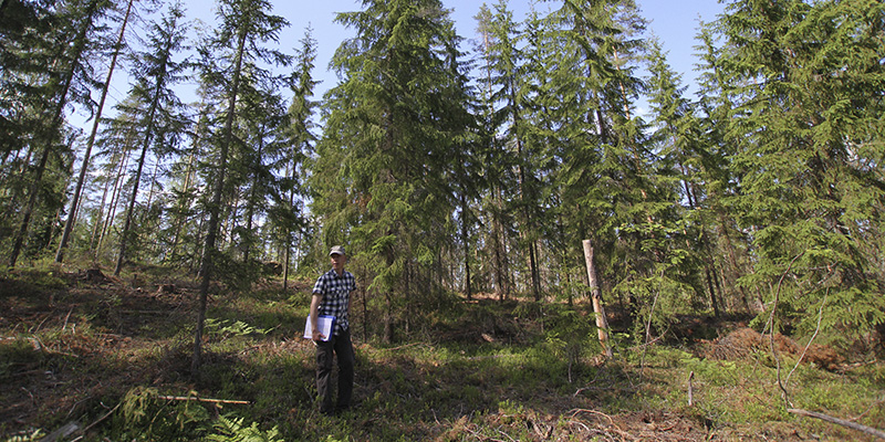 Skogsvårdsexperten Pekka Kuitunen från Skogscentralen står i en skog som har luckhuggit.