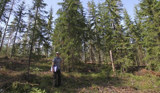Skogsvårdsexperten Pekka Kuitunen från Skogscentralen står i en skog som har luckhuggit.