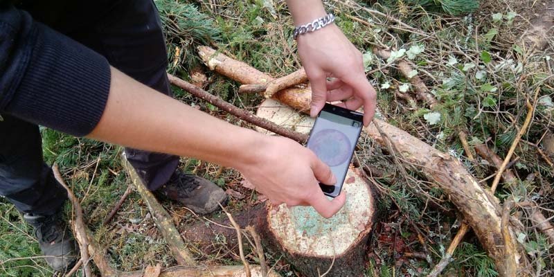 Bilden visar ett par händer som med telefone fotograferar en stubbe som behandlats med bekämpningsmedel mot rotröta. På stubbytan syns den blå färgen som läggs i bekämpningsmedlet.