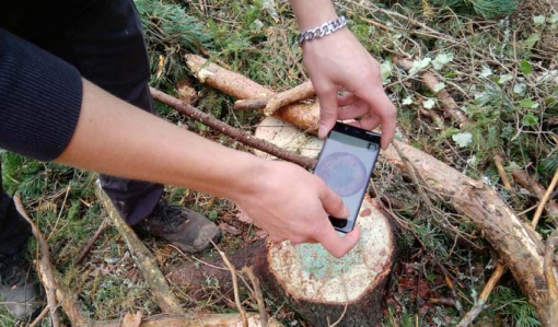 Bilden visar ett par händer som med telefone fotograferar en stubbe som behandlats med bekämpningsmedel mot rotröta. På stubbytan syns den blå färgen som läggs i bekämpningsmedlet.