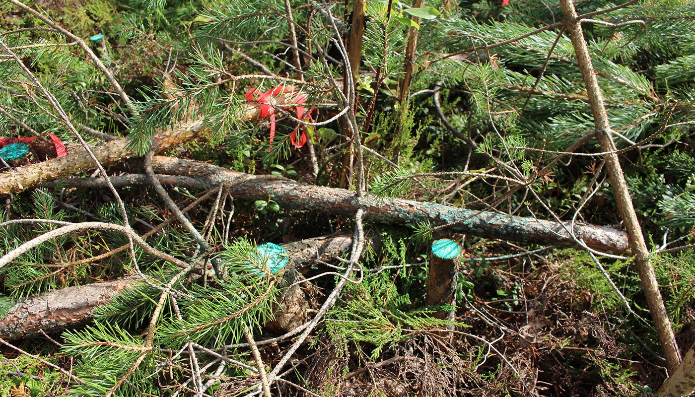 Stubbar i en plantskog behandlade med rotrötamedel