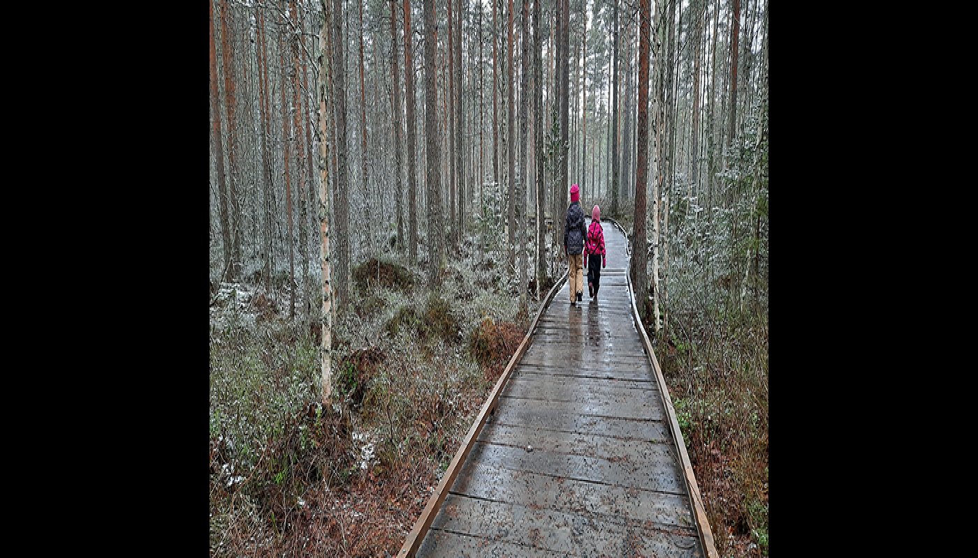 Två barn går på en träbelagd spång i en skog.
