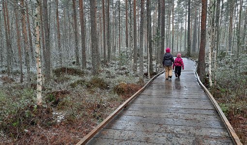 Två barn går på en träbelagd spång i en skog.