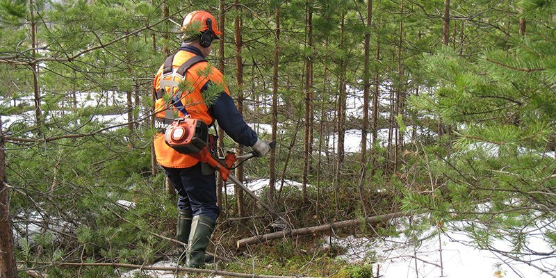 En man sköter plantskog med en röjsag.