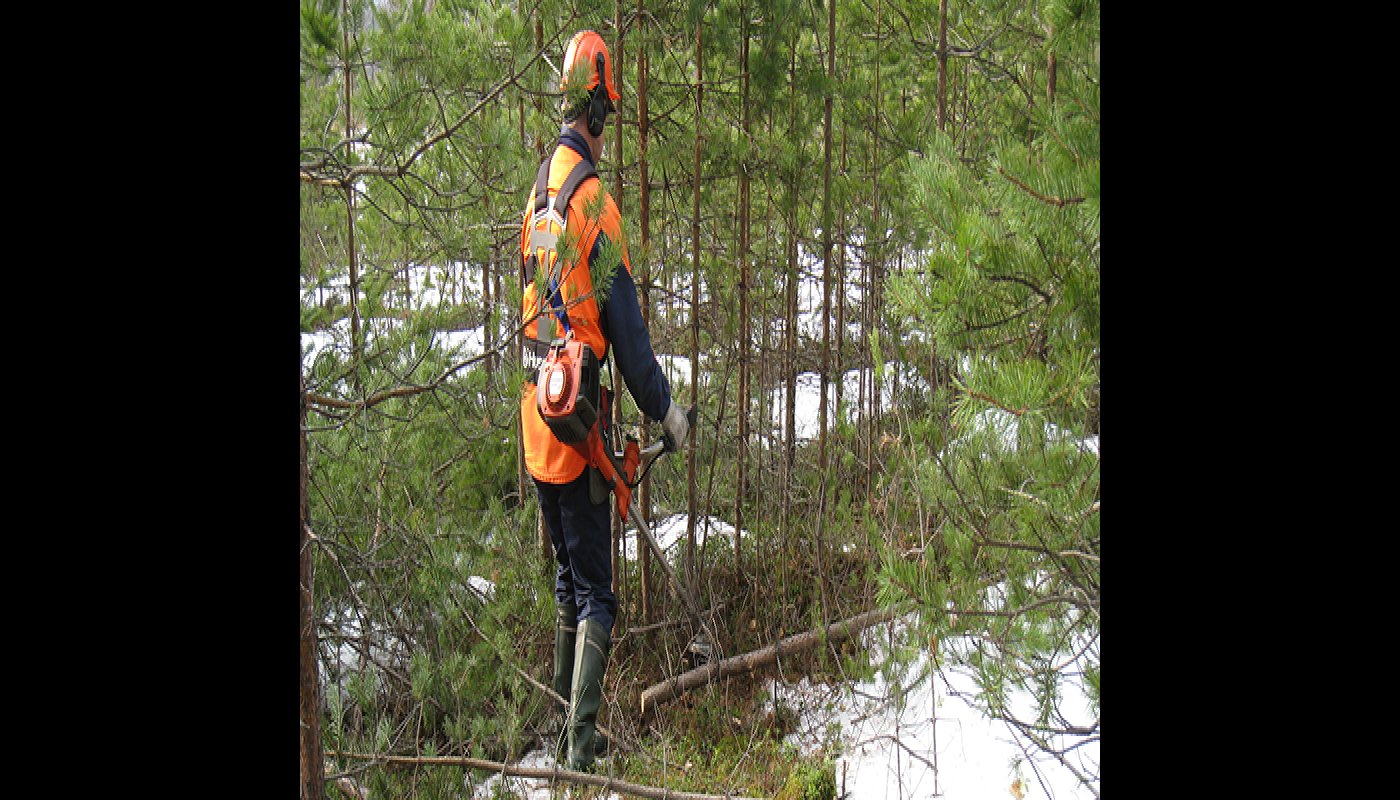 En man sköter plantskog med en röjsag.