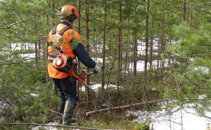 Utför skogsarbetena i rättan tid – så här kan du påverka skogsbrukets lönsamhet