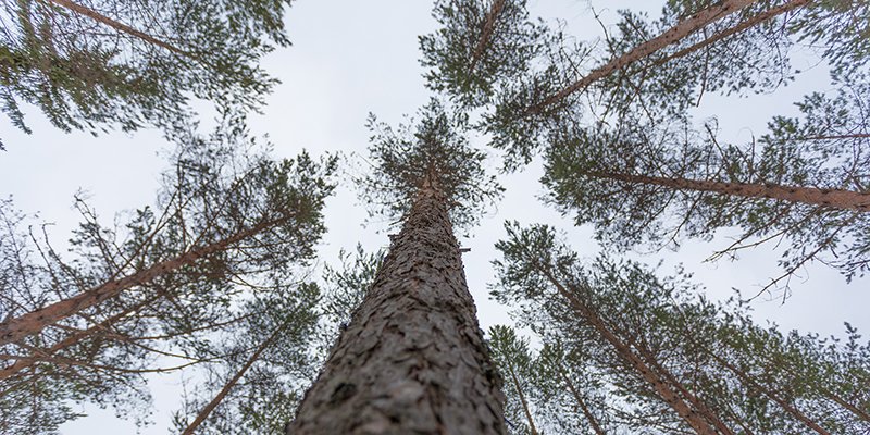Talltoppar på vintern. 