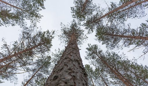 Talltoppar på vintern. 
