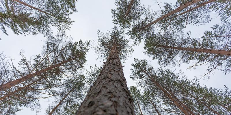 Talltoppar på vintern. 
