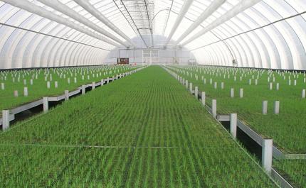 Man söker efter nya alternativ som växtunderlag för trädplantor