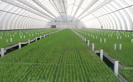 Man söker efter nya alternativ som växtunderlag för trädplantor