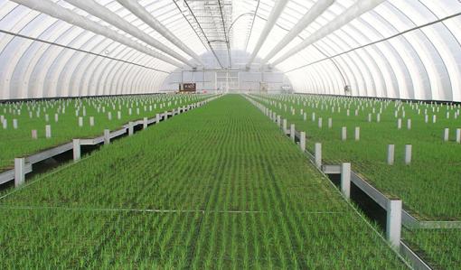 I plantskolans växthus växer ett stort antal trädplantor.